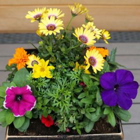 Summer Cheerful Square Planter 28cm - Squire's Exclusive